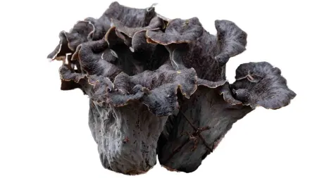 طرز پخت قارچ برای سالاد, استفاده از قارچ در سس‌ها