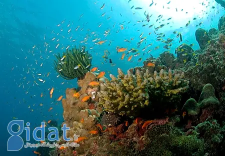 سفر به جزایر آندامان, جزایر آندامان و نیکوبار هند