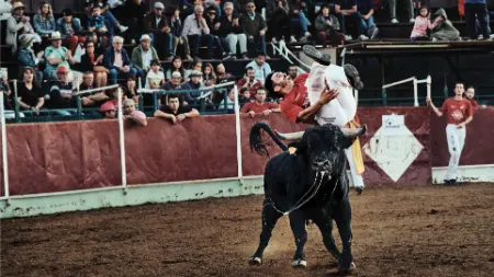 پرش از گاو,گاوبازی