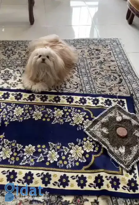 از دیدگاه اسلام، نماز خواندن با سگ روی سجاده بی‌احترامی محسوب می‌شود