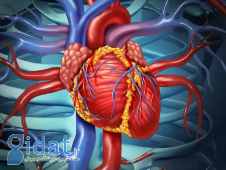 هر روز این را بخورید، رگ‌های قلب و مغزتان باز می‌شود!