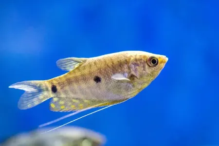 آشنایی با ویژگی ها و ویژگی های ماهی گورامی