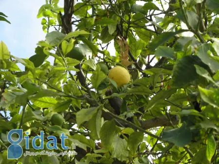 آشنایی با نحوه کاشت، کاشت و نگهداری درخت لیمو