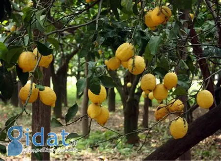 خصوصیات درخت لیمو