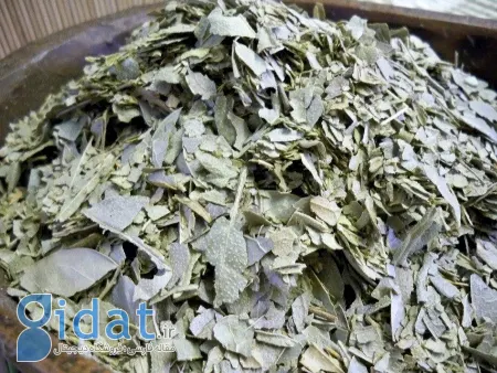 خواص گیاه بولدو؛ گنجینه ای از طبیعت برای سلامتی