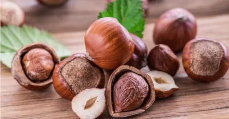 نقش فندق در رشد مغز جنین