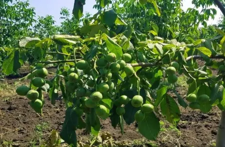 چه زمانی نهال گردو را سمپاشی کنیم؟ راهنمای کامل زمان‌بندی