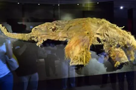 قدیمی‌ترین توالی RNA جهان در یک ماموت پشمالوی ۴۰ هزار ساله کشف شد