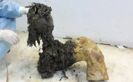 ماموت،اخبار علمی،خبرهای علمی