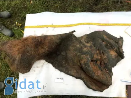 ماموت،اخبار علمی،خبرهای علمی