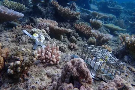 فناوری ناجی مرجان‌های دریایی می‌شود