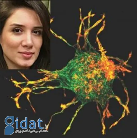 دانشمند ایرانی, ترمیم زخم