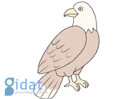آموزش نقاشی عقاب برای کودکان
