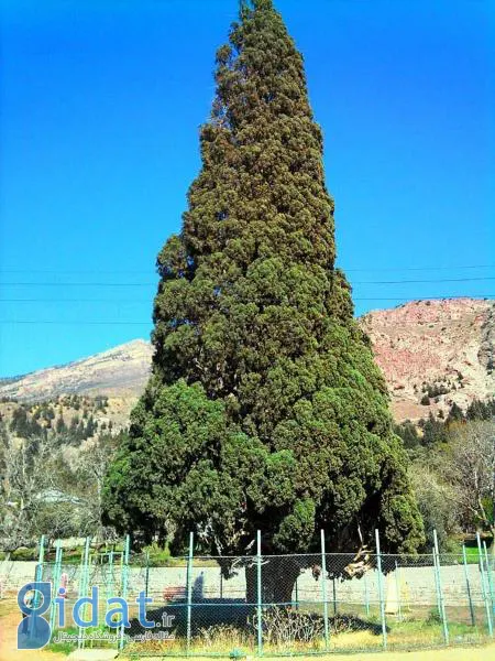 بیانیه ای از تاریخ: کاوش در داستان درخت سرو هرزویل