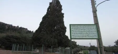 سرو هرزویل