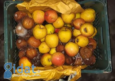 احکام شیرابه میوه گندیده