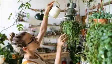 نکات حرفه‌ای برای مراقبت و آبیاری گیاهان آویز