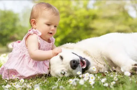 حیوانات خانگی و نوزادان - یک بررسی کامل