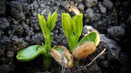 راهنمای برداشت و نگهداری بادام زمینی, مراحل فرآیند خشک کردن بادام زمینی