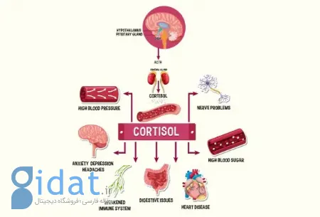 نشانه کورتیزول بالا, کورتیزول بالا نشانه چیست