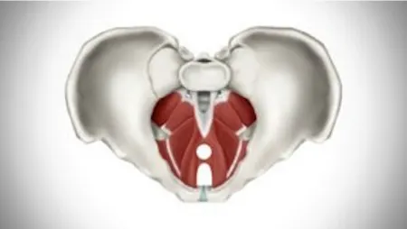 لرزش واژن, احساس لرزش در لگن
