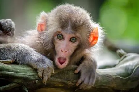 محققان از قدرت تفکر میمون ها شگفت زده شده اند