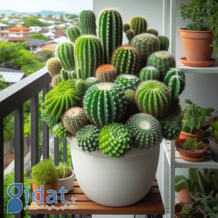 تزیین با کاکتوس, چیدمان کاکتوس