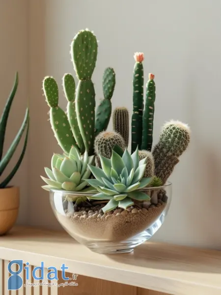 تزیین با کاکتوس, چیدمان کاکتوس