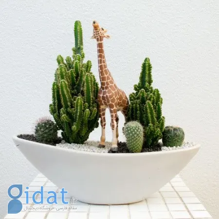 تزیین با کاکتوس, چیدمان کاکتوس