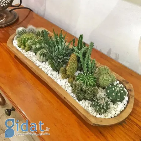 تزیین با کاکتوس, چیدمان کاکتوس