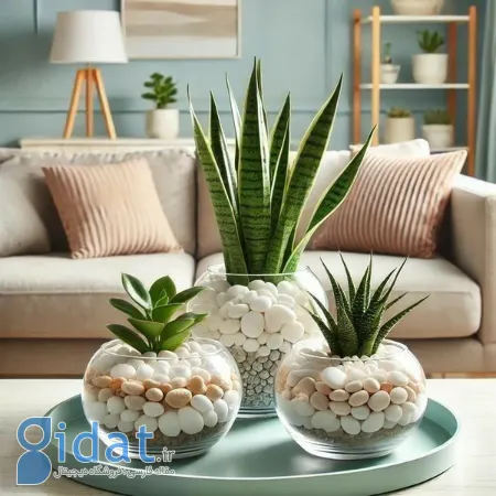 تزیین با کاکتوس, چیدمان کاکتوس