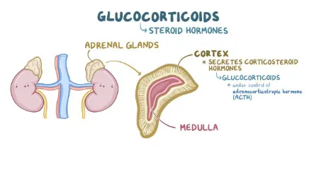 نقش شگفت انگیز گلوکوکورتیکوئیدها در بدن