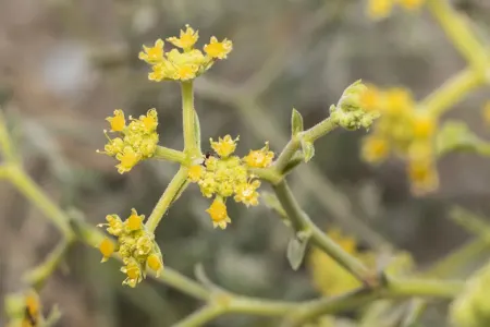 خوشاریزه، گوهر کوهستان؛ خواص درمانی و کاربردهای آن