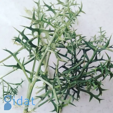 خوشاریزه چیست, خواص ضدالتهابی خوشاریزه