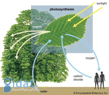 فتوسنتز چیست؟ - به زبان ساده