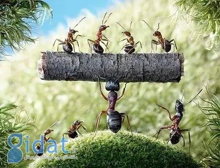 حکایت سعدی, بوستان سعدی