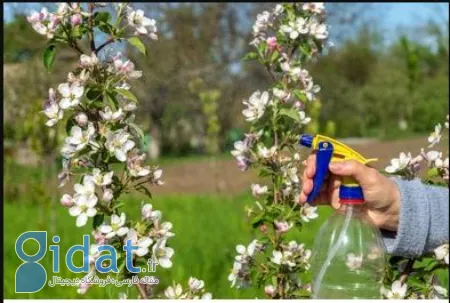 بهترین زمان سم‌پاشی نهال‌های گلابی, سم‌پاشی درخت گلابی 
