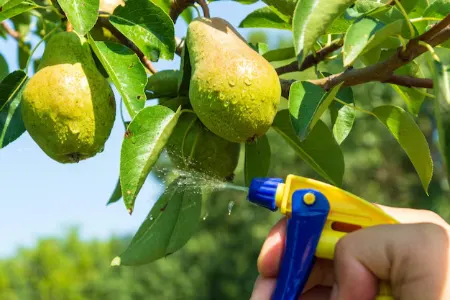 بهترین زمان سم‌پاشی نهال‌های گلابی, سم‌پاشی درخت گلابی 