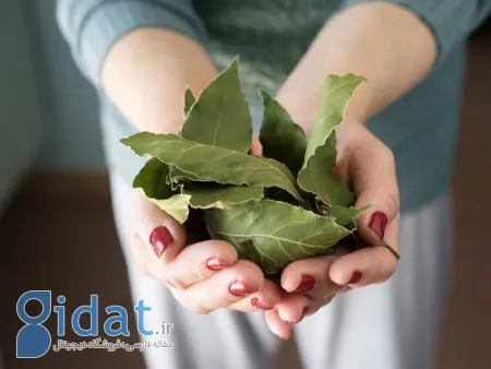 درمان درد لگن در زنان با چای برگ بو, درمان درد لگن