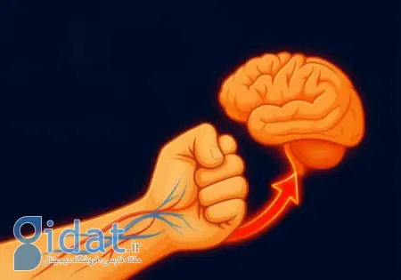 رفع مه مغزی, بهبود تمرکز ذهنی