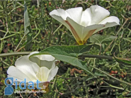 سقمونیا, خواص سقمونیا