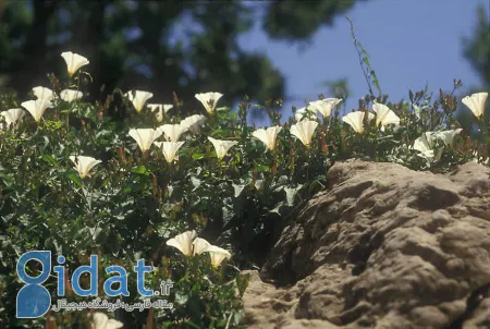 سقمونیا, خواص سقمونیا