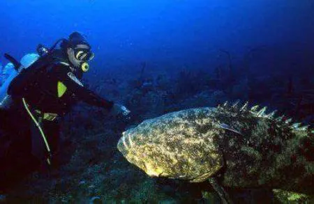 ماهی هامور: ماهی غول پیکر و شگفتی های بیولوژیکی دریا