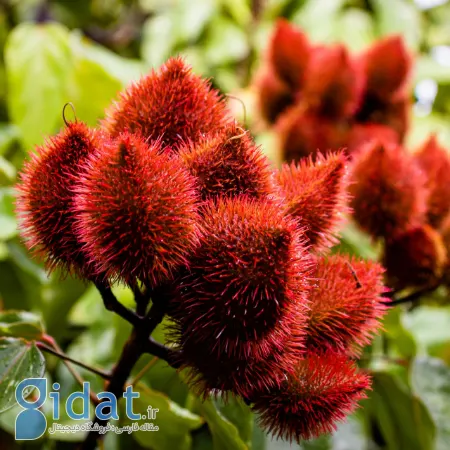 خواص آناتو, فواید آناتو برای قلب