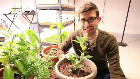 روش نگهداری گیاه برگ بو, نگهداری برگ بو در گلدان