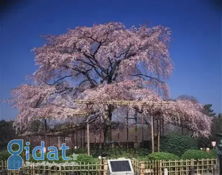 پارک مارویاما کیوتو, هانامی کیوتو