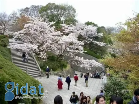 پارک مارویاما کیوتو, هانامی کیوتو