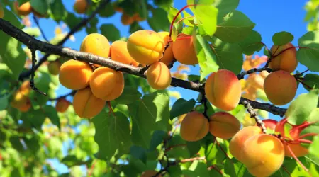 پردرآمدترین درختان میوه, بهترین درختان میوه برای کاشت