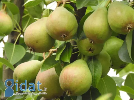 کاشت درخت گلابی, پرورش نهال گلابی