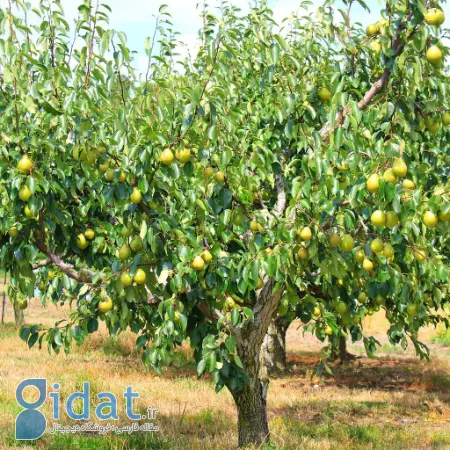 کاشت درخت گلابی, پرورش نهال گلابی